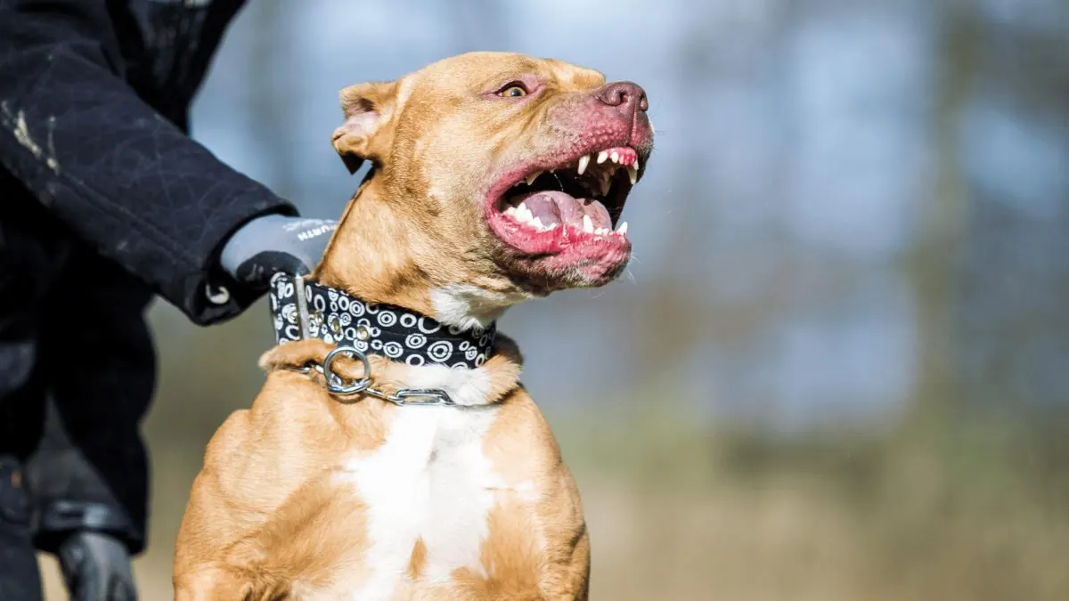 El Paso Man Critically Injured in Pit Bull Attack