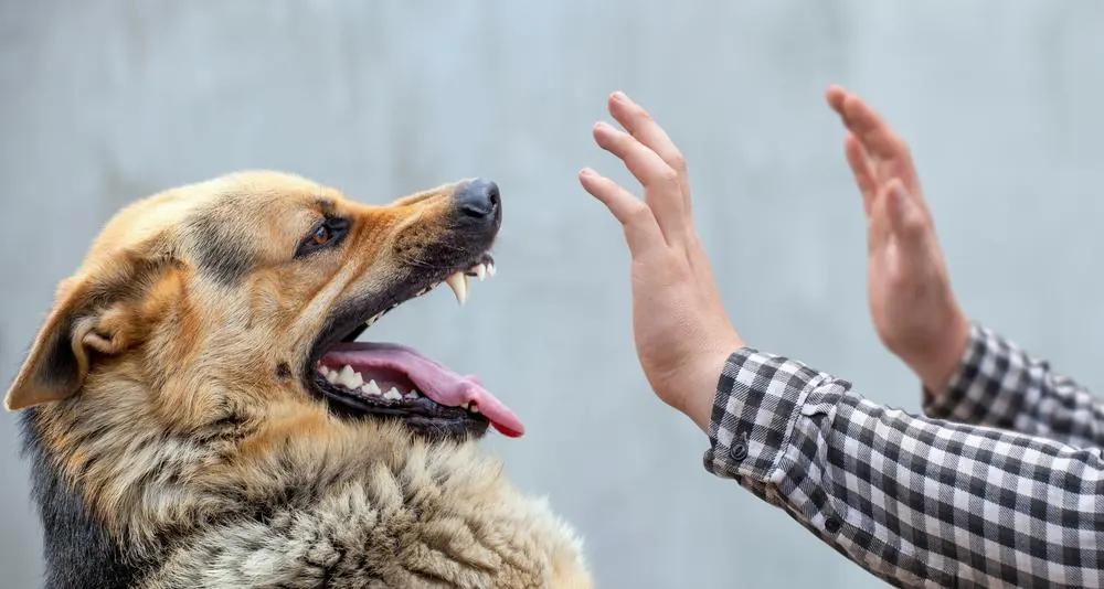 Arlington Dog Attack