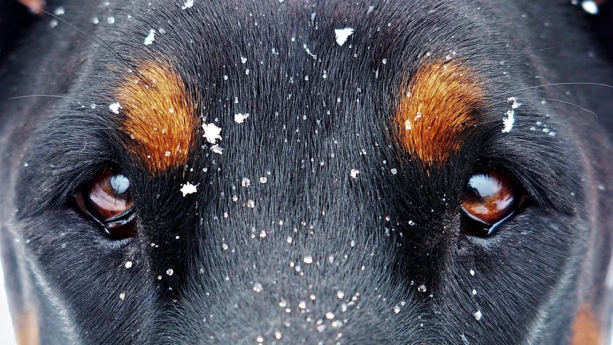Dallas Doberman Pinscher Bite Lawyer