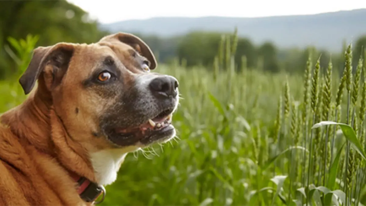 How to Avoid A Summer Dog Bite