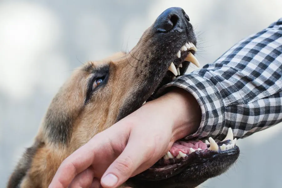 Are You Provoking a Dog Attack?