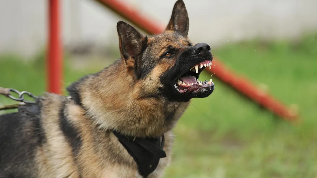 Identifying And Treating Dog Bites