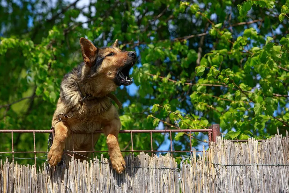 Child Dies After Oak Cliff Dog Attack