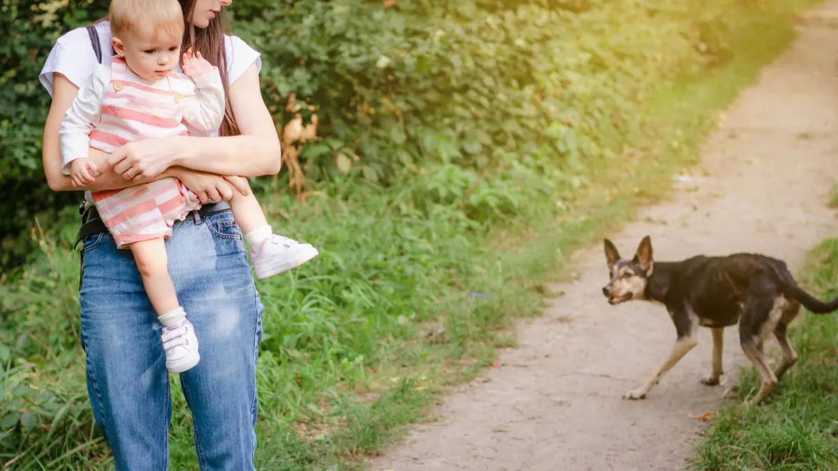 What Can You Do To Prevent Dog Bites?