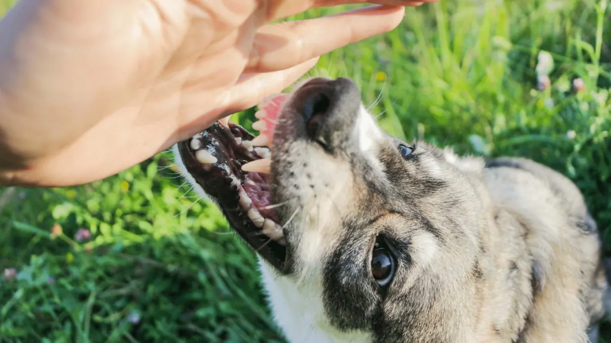 What To Do After a Dog Bite Accident