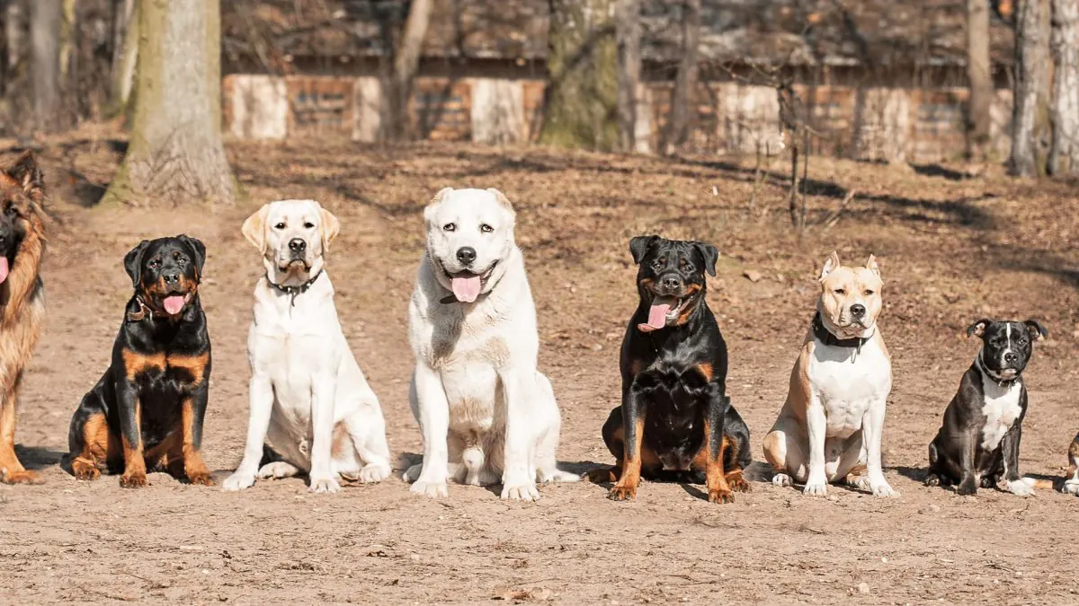 ​​22-Year-Old Woman Remains Hospitalized After Family Dogs Attack