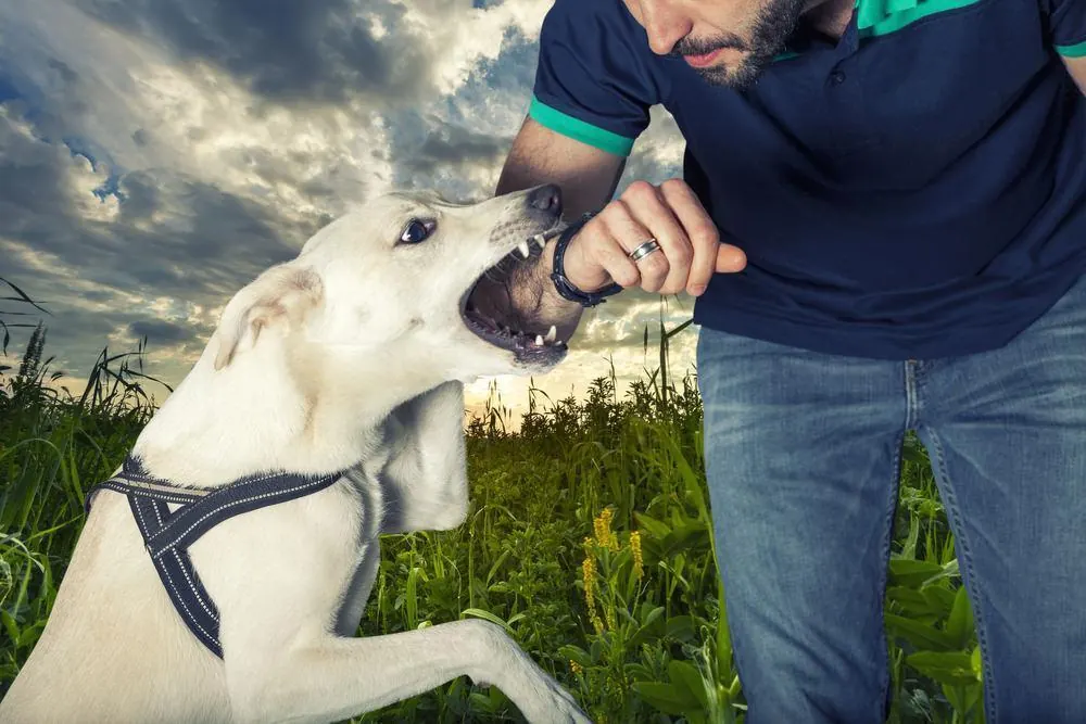 What Affects the Value of a Dog Bite Settlement in Texas?