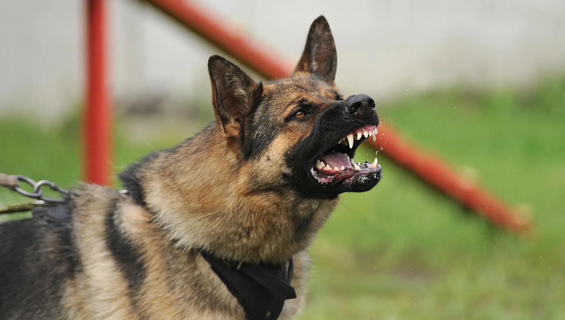 A German Shepherd on a chain and harness, straining forward and barking with its teeth bared